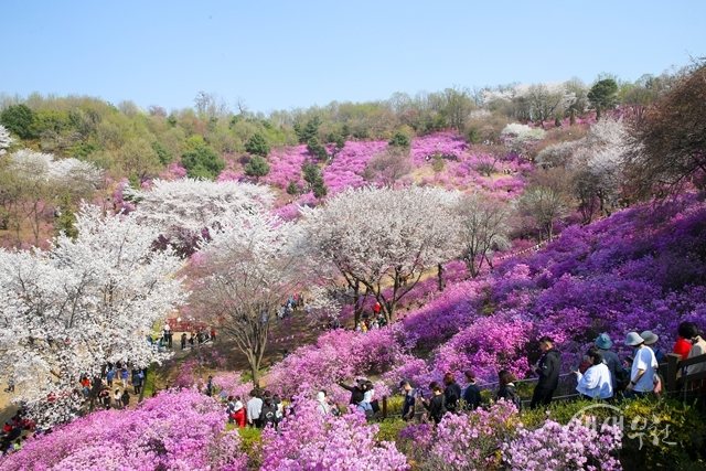 ▲ 원미산 진달래동산에 만개한 봄꽃 사이로 시민들이 줄지어 거닐고 있다.